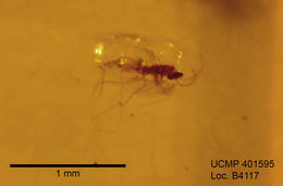 Image of gall midges and wood midges