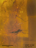 Image of gall midges and wood midges