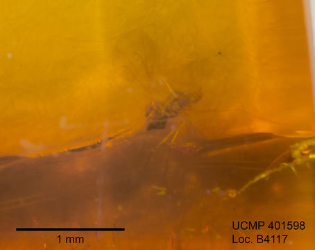 Image of gall midges and wood midges