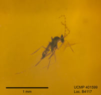 Image of gall midges and wood midges