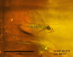 Image of gall midges and wood midges