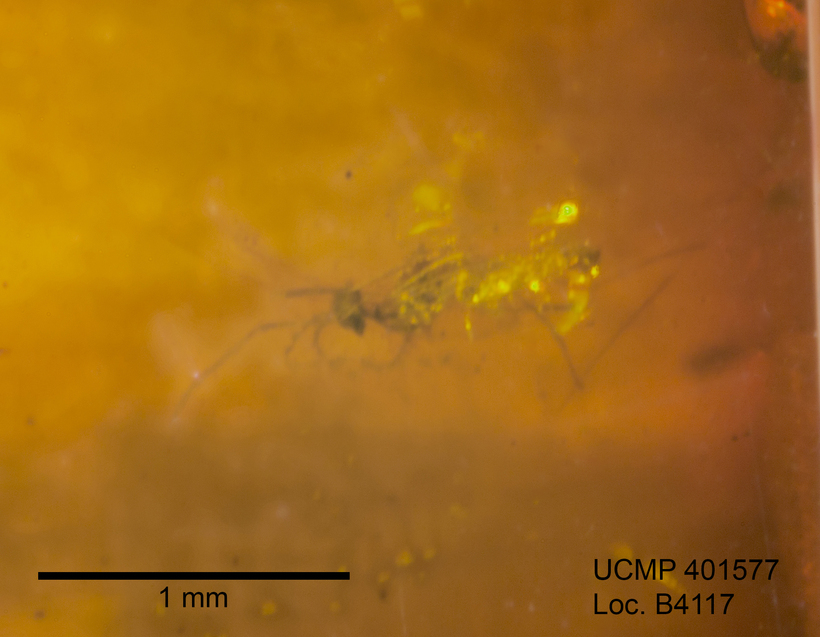 Image of gall midges and wood midges