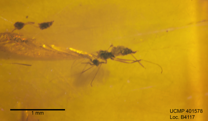 Image of gall midges and wood midges