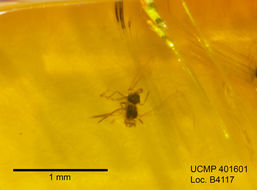 Image of gall midges and wood midges