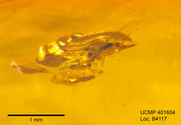 Image of gall midges and wood midges