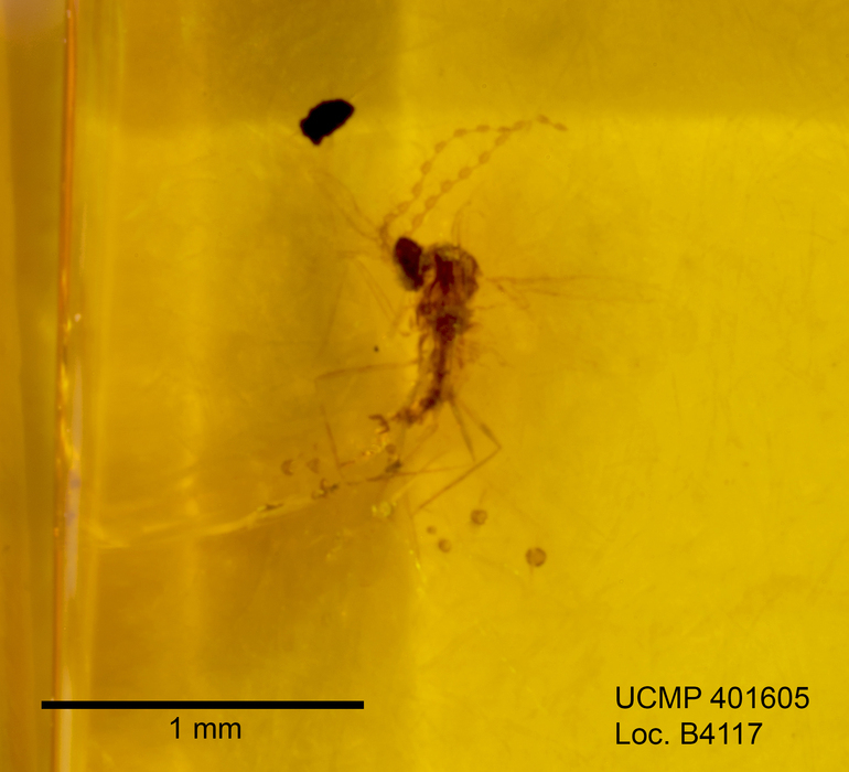 Image of gall midges and wood midges