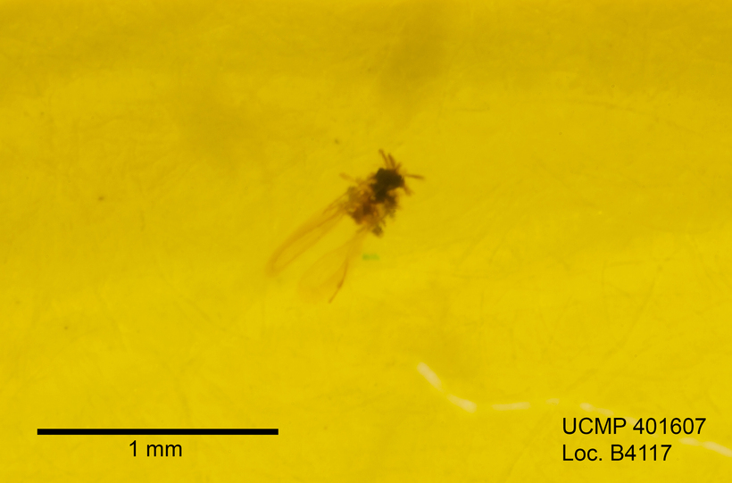 Image of gall midges and wood midges