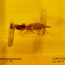 Image of anthomyzid flies