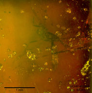 Image of <i>Lauterborniella longipalpis</i>