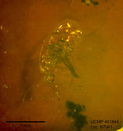 Image of midges