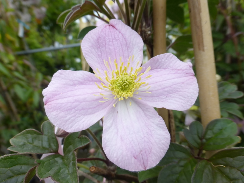 Sivun Clematis chrysocoma Franch. kuva