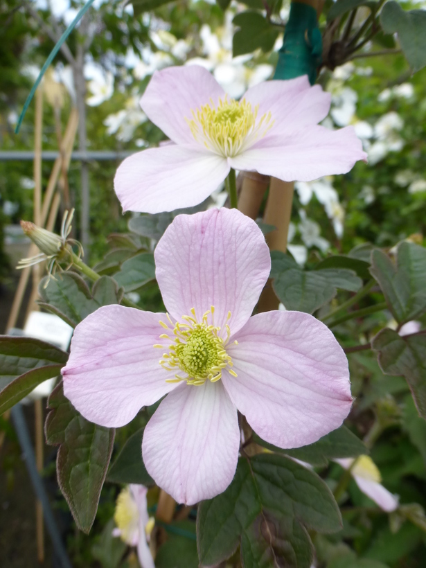 Sivun Clematis chrysocoma Franch. kuva