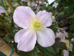 Sivun Clematis chrysocoma Franch. kuva