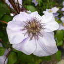 Image of Clematis lanuginosa Lindl.