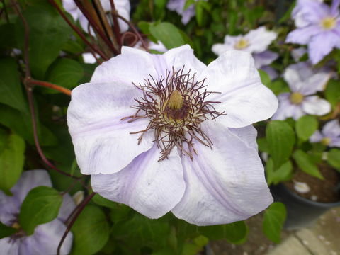 Image of Clematis lanuginosa Lindl.