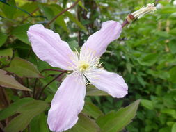 Image of Himalayan Clematis