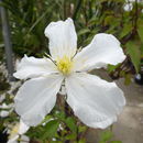 Image of <i>Clematis montana</i> var. <i>grandiflora</i>