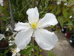 صورة <i>Clematis montana</i> var. <i>grandiflora</i>