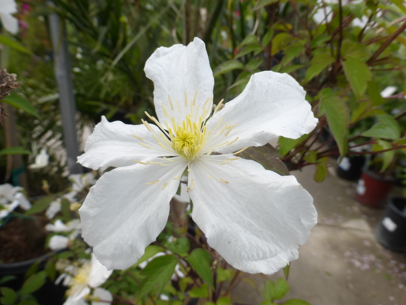 Image of <i>Clematis montana</i> var. <i>grandiflora</i>