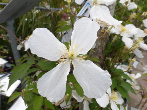 Image of <i>Clematis montana</i> var. <i>grandiflora</i>