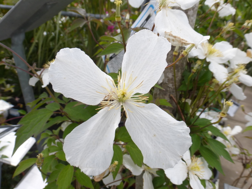 Sivun <i>Clematis montana</i> var. <i>grandiflora</i> kuva