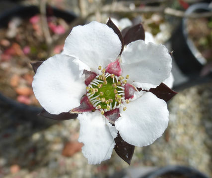 Sivun Leptospermum turbinatum J. Thompson kuva