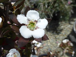 Sivun Leptospermum turbinatum J. Thompson kuva