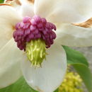Image de Magnolia sieboldii K. Koch