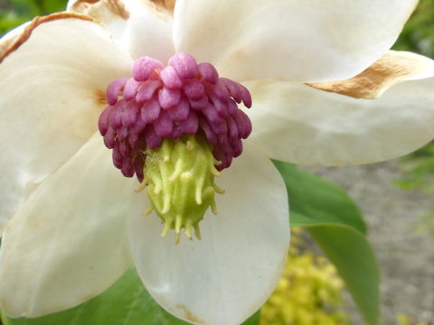 Image of Magnolia sieboldii K. Koch