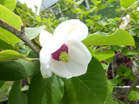 Image of Magnolia sieboldii K. Koch