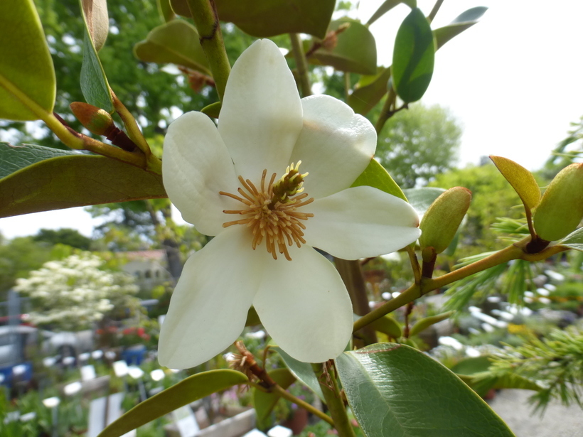Image of Magnolia figo var. crassipes (Y. W. Law) Figlar & Noot.