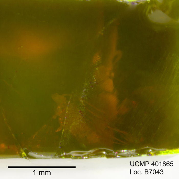 Image of gall midges and wood midges