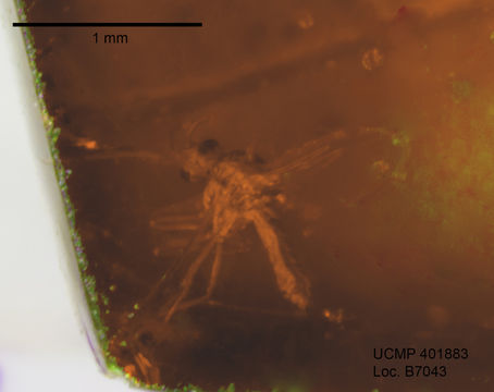 Image of Forcipomyia