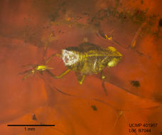 Image of hemipterans