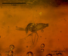 Image of midges