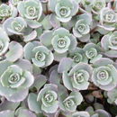 Image of <i>Sedum cauticola</i>