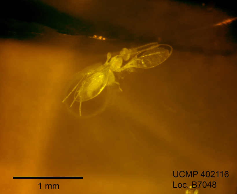 Image of gall midges and wood midges