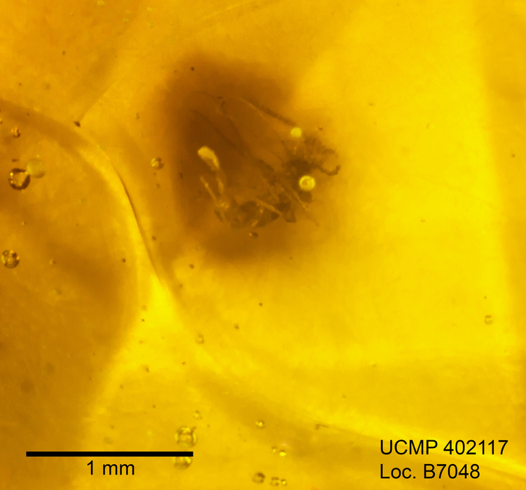 Image of gall midges and wood midges