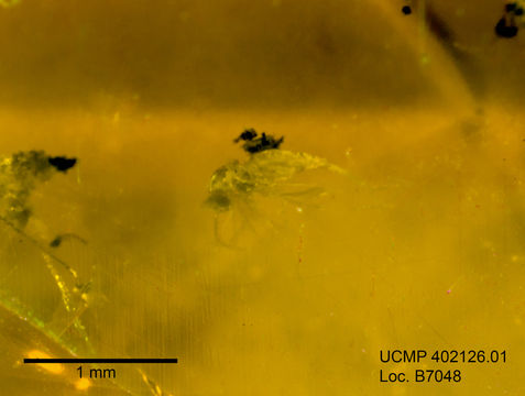 Image of gall midges and wood midges