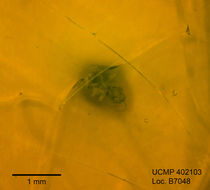 Слика од Forcipomyia