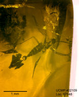 Image of dark-winged fungus gnats