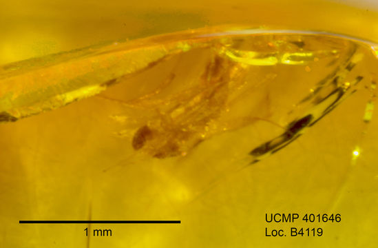 Image of Chironomidae