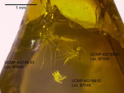 Image of gall midges and wood midges