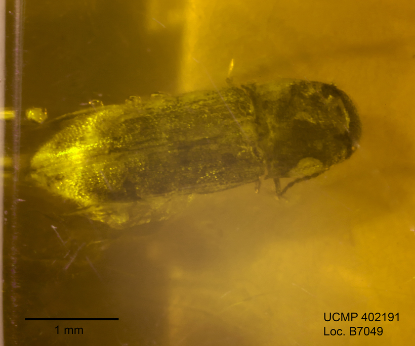 Image of <i>Glyphonyx punctatus</i>