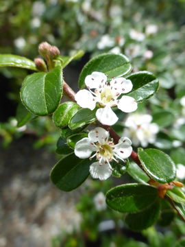 Plancia ëd Cotoneaster dammeri C. K. Schneid.