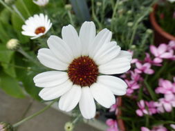 Слика од Rhodanthemum hosmariense (Ball) B. H. Wilcox, K. Bremer & C. J. Humphries