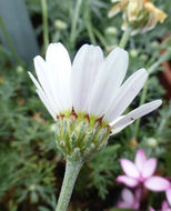 Слика од Rhodanthemum hosmariense (Ball) B. H. Wilcox, K. Bremer & C. J. Humphries