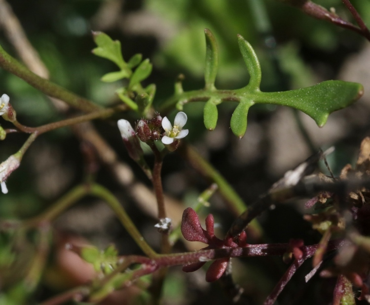 Image of Virginia Winged Rockcress