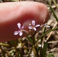 Image de Chorispora tenella (Pall.) DC.