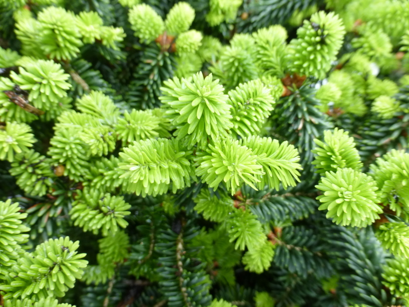 Imagem de Abies balsamea (L.) Mill.